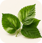 1. Reducose® MulberryLeaf Extract