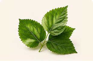 Reducose® Mulberry Leaf
